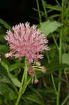 Purple milkweed